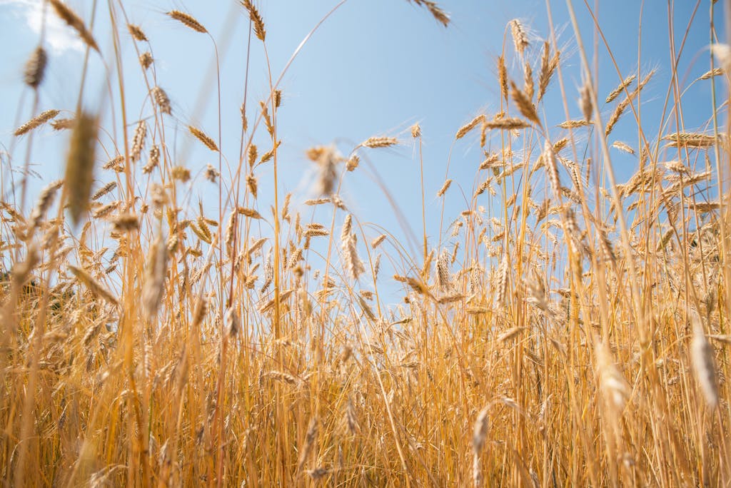 Close-up of golden wheat stalks in a sunlit agricultural field on a clear day.